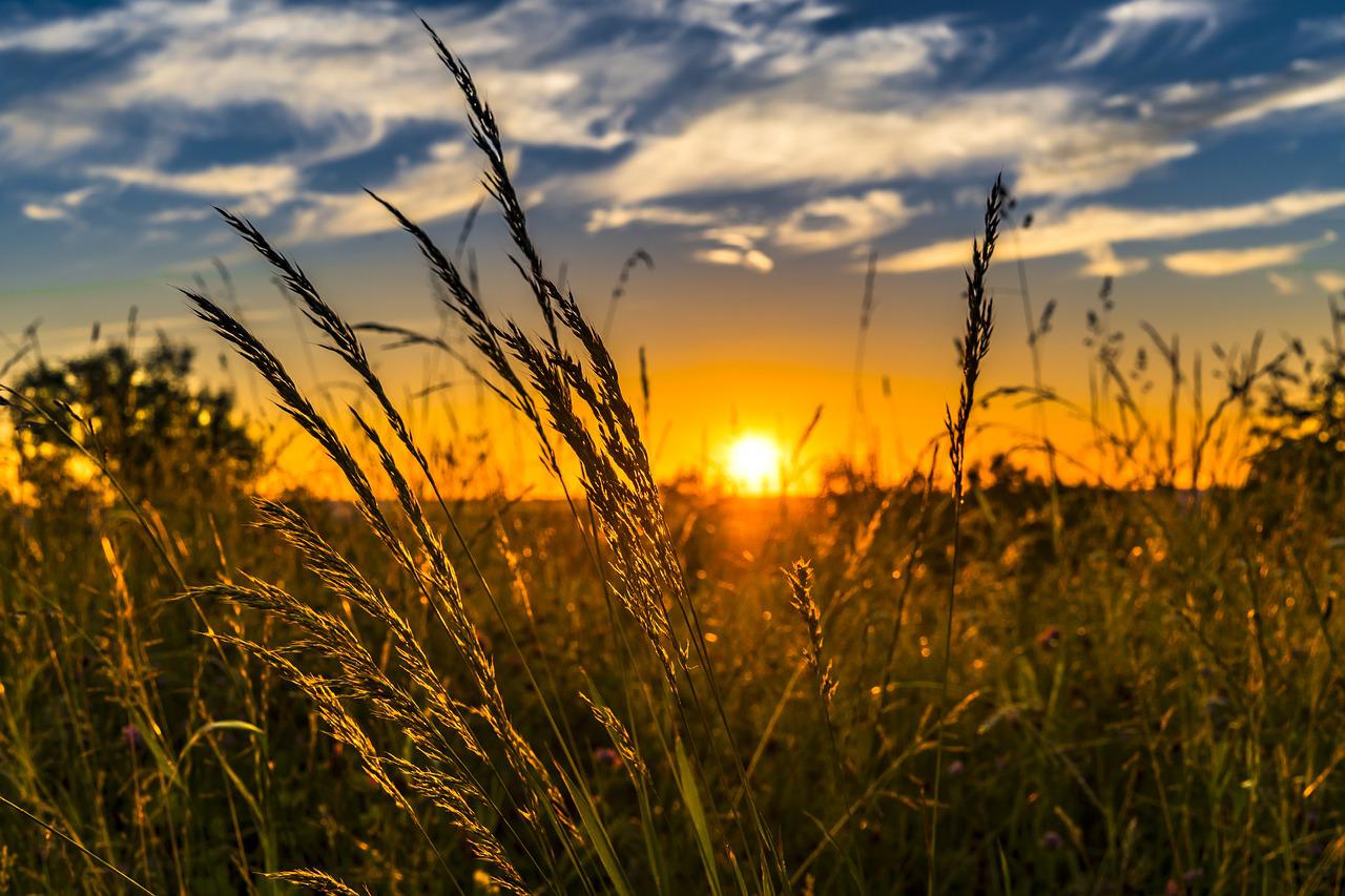Agriculture & Food Security